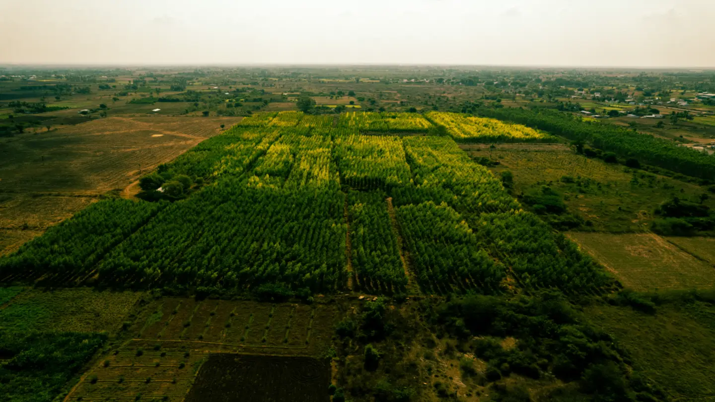 Podhigai Nursery farm and plantation
